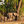 Africa icon