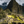 South America icon